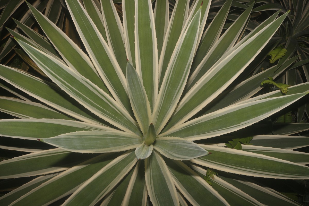 Agave angustifolia Haw.